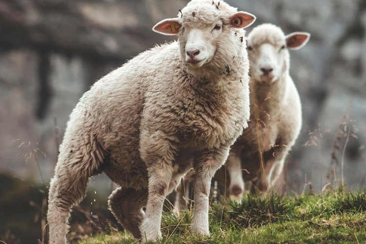 Eco-friendly Yarns and Threads